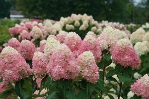 Hydrangea, Limelight Prime™ #3 Container
