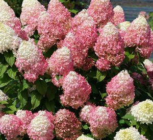 Hydrangea, Quick Fire® Fab™ #3 Container