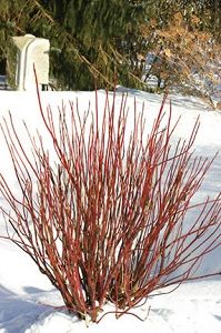 Dogwood, Arctic Fire™ #3 Container