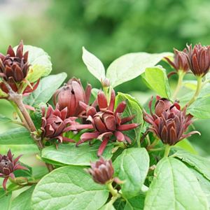 Calycanthus, Simply Scentsational® #2 Container