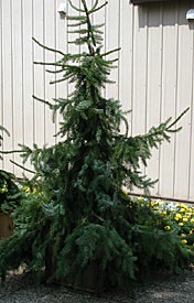 Spruce, Serbian Weeping #10 Container