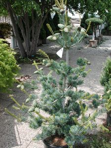 Pine, Parviflora Glauca #15 Container