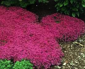 Thymus, Red Creeping 4" Container