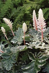 Acanthus, Whitewater 8" Container