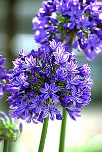 Agapanthus, Midknight Blue® 9" Container