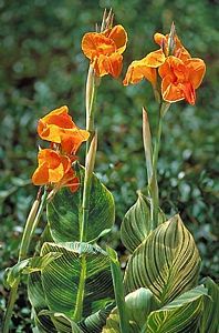 CANNA TROPICANA GOLD 6 IN