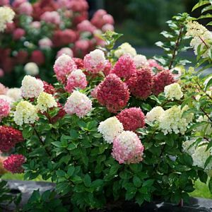 Hydrangea, Little Lime Punch #3 Container