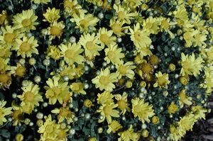 Chrysanthemum, Yellow 6" Container