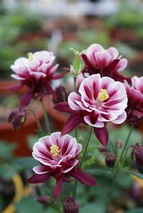 Aquilegia, Winky Red & White #1 Container