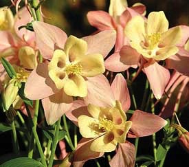 Aquilegia, Swan Pink & Yellow #1 Container