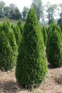 Arborvitae, Emerald #5 Container