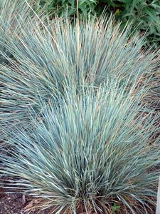 Grass, Helictotrichon Sapphire #1 Container