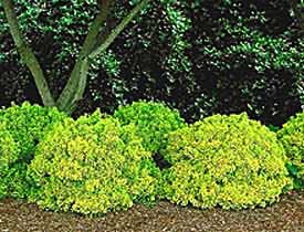 Barberry, Golden Nugget™ #2 Container