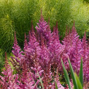 Astilbe, Maggie Daley #1 Container