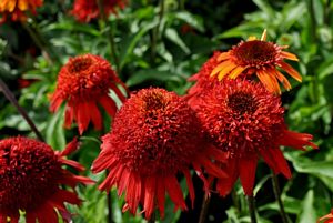 Echinacea, Sweet Chili #1 Container