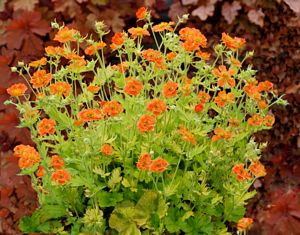 Geum, Sunkissed Lime #1 Container