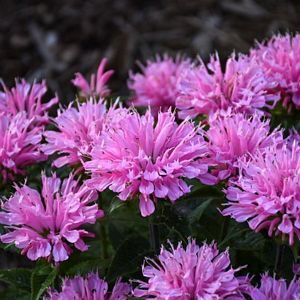 Monarda, Pink Frosting #1 Container