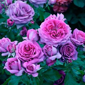 Hybrid Rose Tree, Sweet Madame Blue #5 Container