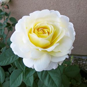 Hybrid Rose, Chantilly Cream™  #2 Container