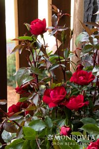 Shrub Rose, Grace N' Grit™ Red Tree #5 Container