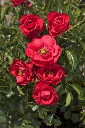 Rose, Flower Carpet Scarlet #2 Container