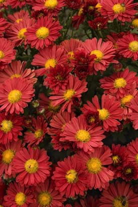 Chrysanthemum, Mammoth™ Red Daisy #2 Container