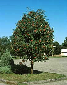Mountain Ash, Showy #10 Container