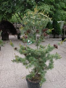 Pine, Parviflora Glauca #20 Container