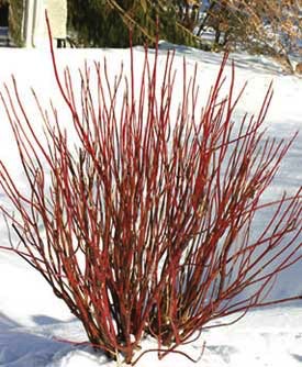 Dogwood, Arctic Fire Red #2 Container