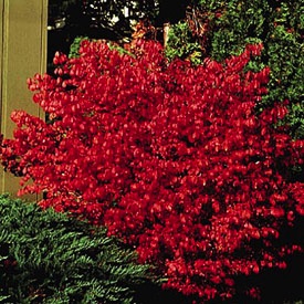 Euonymus, Fire Ball® #10 Container