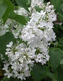 Lilac, Common White #10 Container