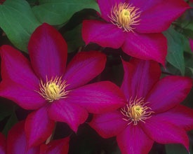 Clematis, Bourbon™ #1 Container