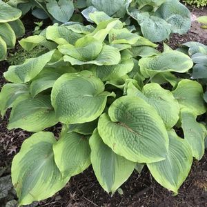 Hosta, Twin Cities #1 Container