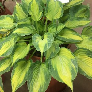 Hosta, Sister Act #1 Container