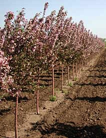 Crabapple, Pink Spires 2.5" B&B