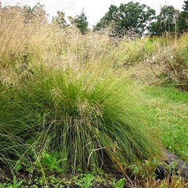 Grass, Sporobolus heterolepis 4" Container