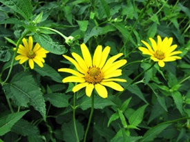 Heliopsis helianthoides 4" Container