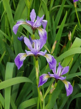 Iris versicolor 4" Container