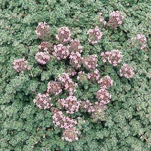 Thymus, Woolly 4" Container
