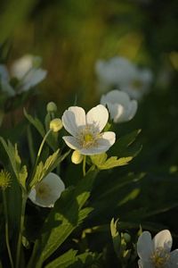Anemone canadensis 4" Container