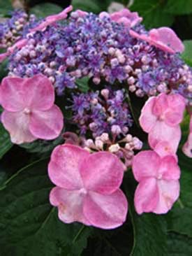 Hydrangea, Twist-and-Shout® #3 Container