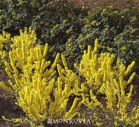 Forsythia, Gold Cluster #2 Container