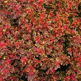 Barberry, Golden Ruby #2 Container