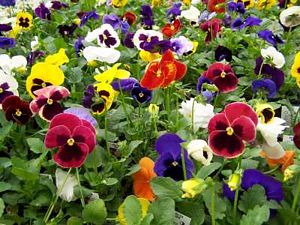 Pansy, Assorted Mix Flat of 18