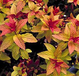 Spirea, Goldflame #5 Container