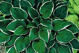 Hosta, Francee #1 Container