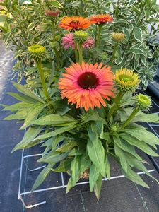 Echinacea, SunSeekers Rainbow #1 Container