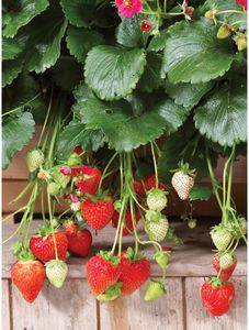 Strawberry, Summer Breeze Rose J-Pak