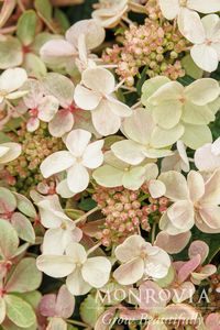 Hydrangea, Early Evolution #2 Container