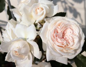 Rose, CL Arborose Honeymoon #2 Container